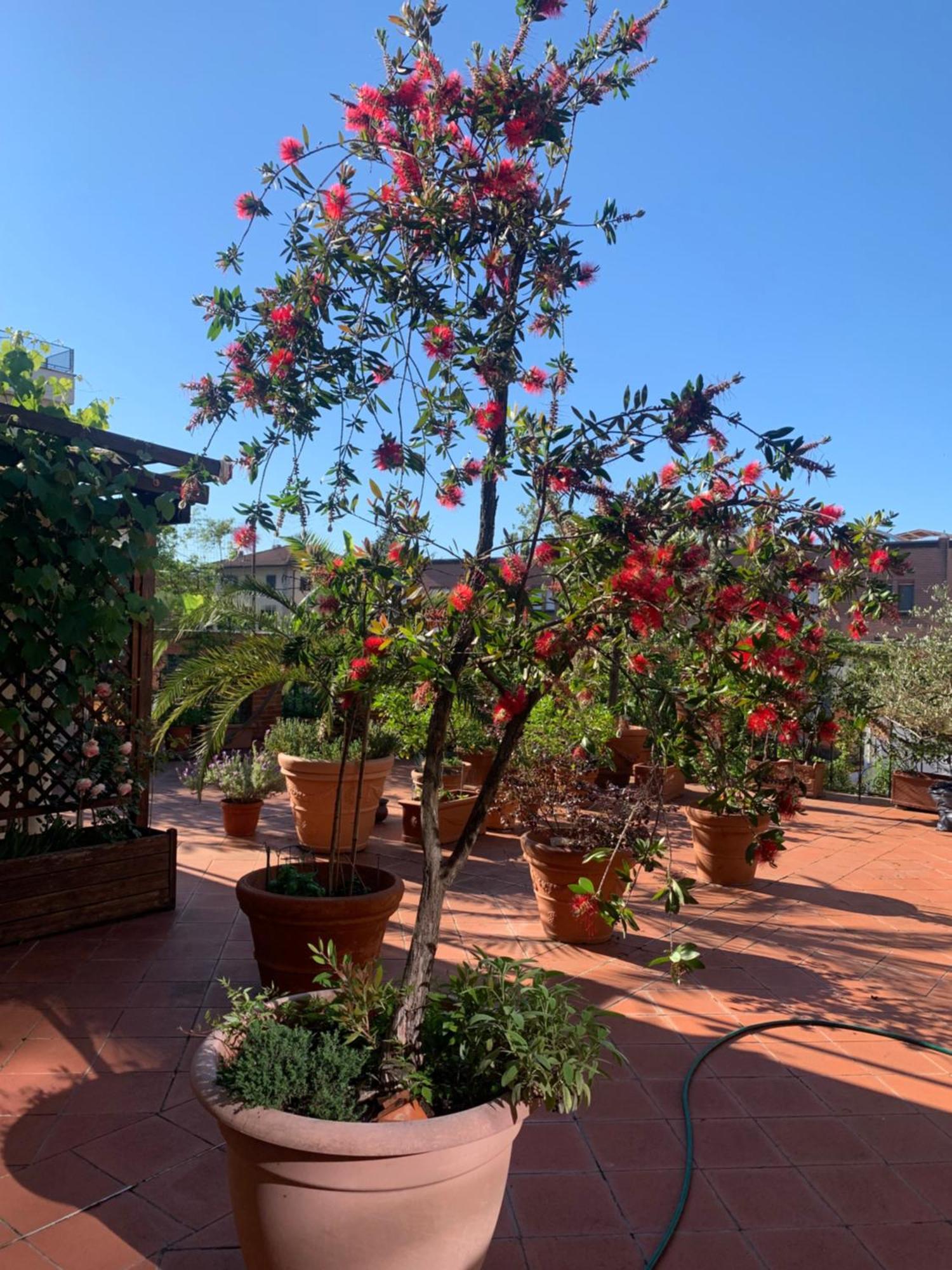 Apartamento La Terrazza Da Ernestina Lucca Exterior foto